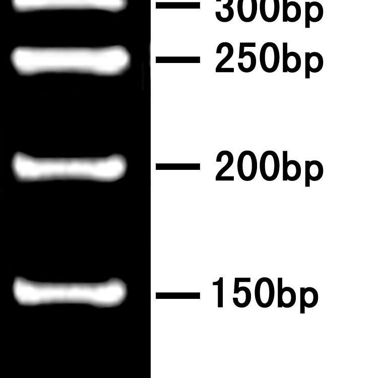 100bp-high-dna-ladder-mebep-bio-science