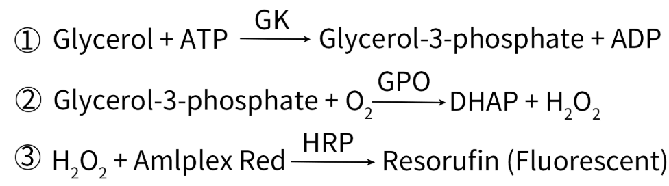 ARG-100T, Glycerol Assay Kit. Figure 1. Schematic diagram of glycerol assay kit for detecting glycerol