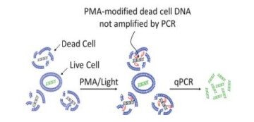 Figure. Principle of qPCR quantification of live and dead bacteria after PMA modified DNA