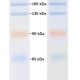 PMK06-Prestained Protein Marker Ⅵ (55-320kDa)