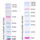 PMK07-Prestained Protein Marker Ⅶ (8-195kDa)