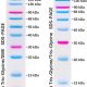 PMK08-Prestained Protein Marker Ⅷ (8-270kDa)