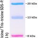 PMK09-Prestained Protein Marker Ⅸ (2-40kDa)