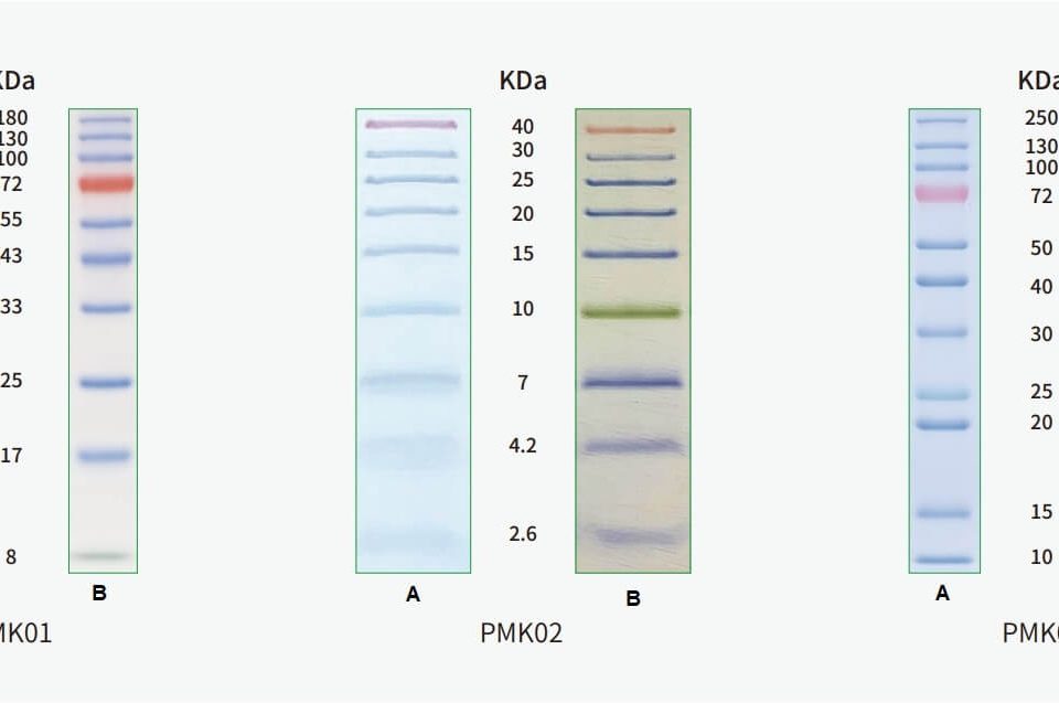 Protein-Prestain-Marker-2