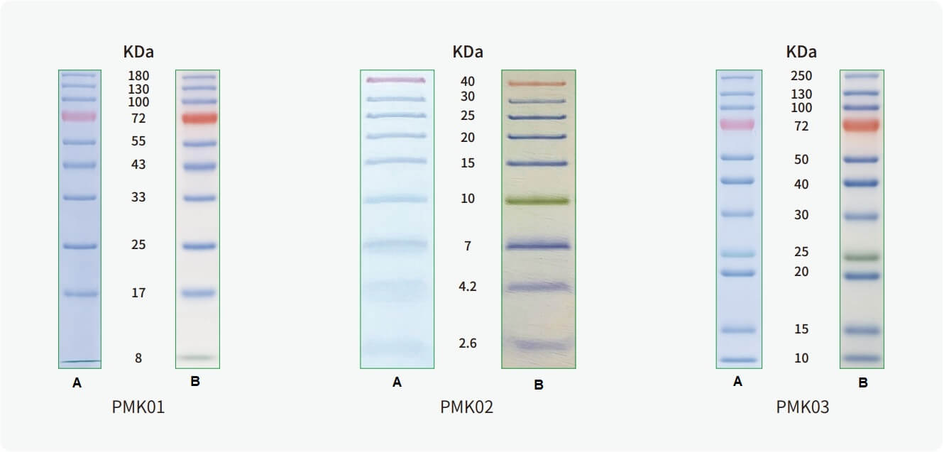 Protein-Prestain-Marker-2