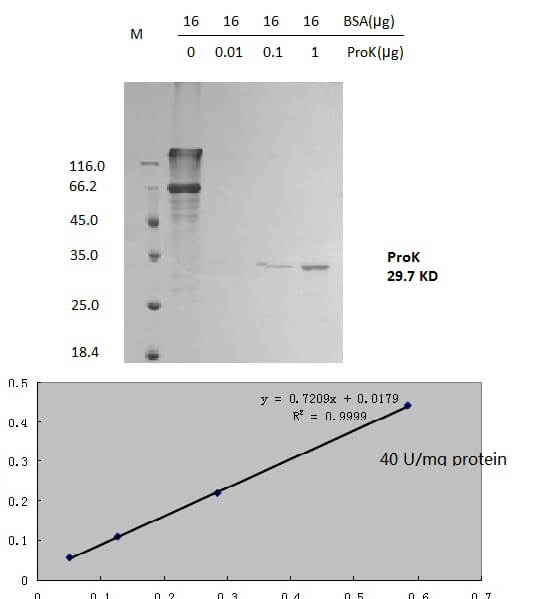 PK01, Proteinase K Lyophilized Powder 2