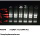 RNK4601 miEASY microRNA Kit