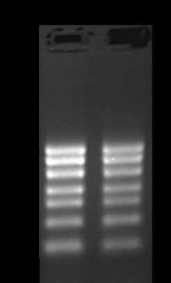 S120048, RNA Marker 1000