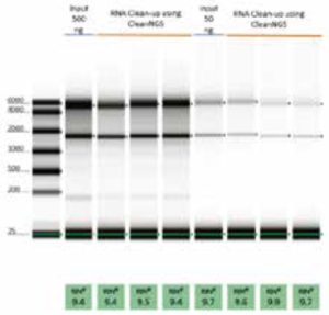 NGB-DN, Ribo NGS Bead