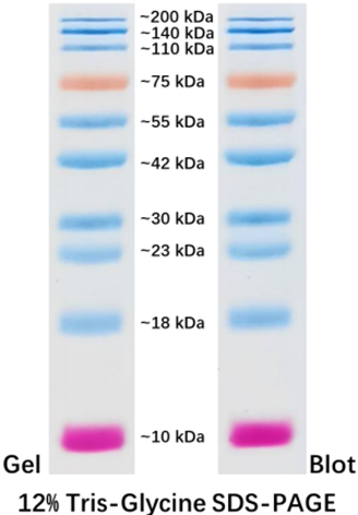 Prestained Protein Marker II (10-200kDa)