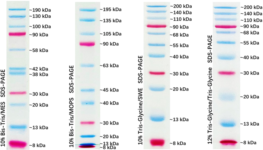 Prestained Protein Marker Ⅳ