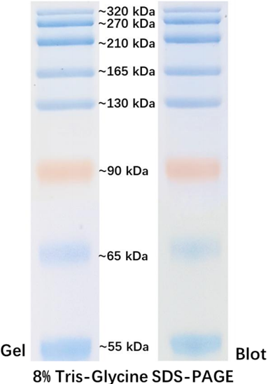 Prestained Protein Marker Ⅵ (55-320kDa)