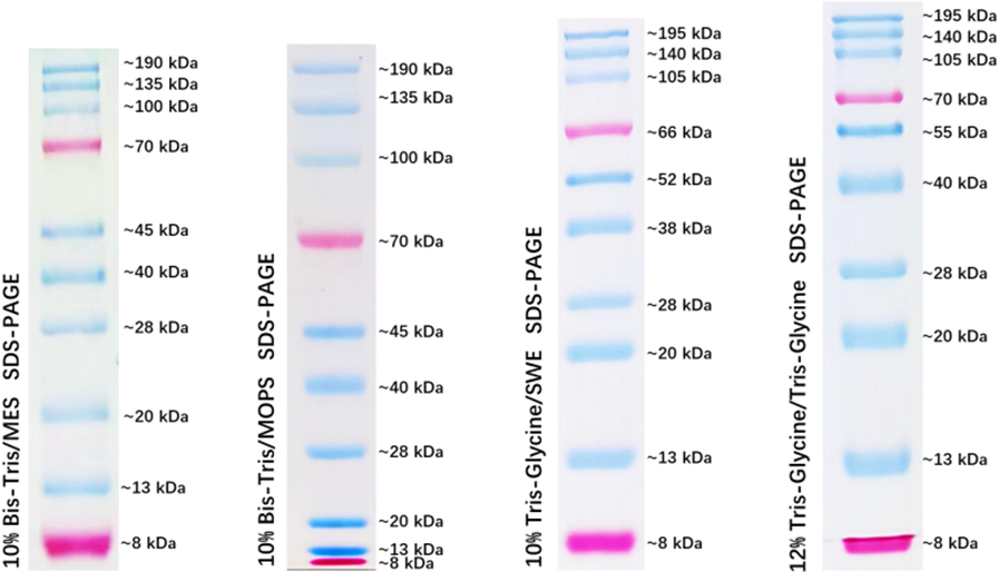 Prestained Protein Marker Ⅶ (8-195 kDa)