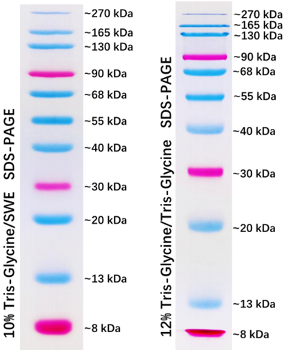 Prestained Protein Marker Ⅷ (8-270kDa)
