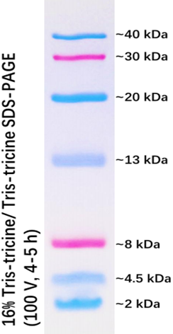 Prestained Protein Marker Ⅸ (2-40kDa)
